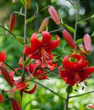 Lilium Tigrinum Hybride "Red Velvet"