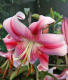 Lilium O.T. Hybride "Anastasia"