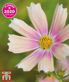 Cosmos bipinnatus "Apricot Lemonade" - Schmuckkrbchen