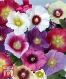 Alcea rosea "Halo Mixed" - Stockrose