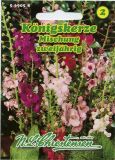 Verbascum phoeniceum "Mischung" - Knigskerze