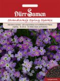 Malcolmia maritima "Spring Sparkle" - Strandlevkoje
