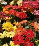 Gerbera jamesonii "Festival Mischung" - Gerbera