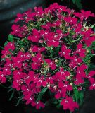 Lobelia erinus "Riviera Rose" - Mnnertreu