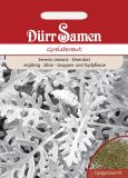 Senecio cineraria "Silverdust" - Greiskraut