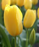 Einfachblhende spte Tulpe Big Smile