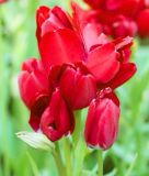 Mehrbltige Tulpe Fiery Club