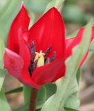 Wildtulpe Tulipa "Fenna"