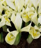 Iris "Katharines Gold" - Zwerg-Iris