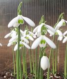 Galanthus reginae-olgae "Cambridge" - Herbst-Schneeglckchen