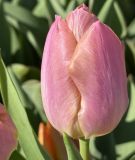 Einfachbl�hende, fr�he Tulpe Salmon Prince�
