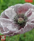 Papaver rhoeas "Amazing Grey" - Seidenmohn, Klatschmohn