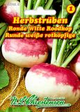 Herbstrbe "Ronde Witte Roodkop" - Brassica rapa