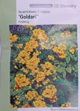 Calceolaria integrifolia "Goldari F1" - Garten-Pantoffelblume