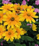 Rudbeckia hirta 