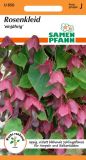Rhodochiton atrosanguineus - Rosenkleid, Purpurglckchen