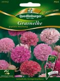 Armeria pseudarmeria "Joystick Mischung" - Grasnelke