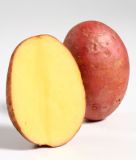 Pflanzkartoffel "Laura" (Bio-Qualitt)
