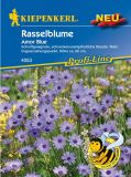 Catananche caerulea "Amor Blue" - Rasselblume