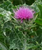 Silybum marianum - Mariendistel