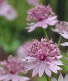 Astrantia Major-Hyb. "Primadonna" - Sterndolde