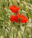 Papaver rhoeas - Wilder Klatschmohn