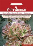 Kopfsalat "Merveille des 4 saisons" - Lactuca sativa