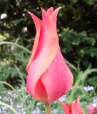 Einfachblhende spte Tulpe Temple of Beauty