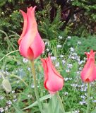 Einfachblhende spte Tulpe Temple of Beauty