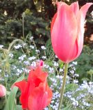 Einfachblhende spte Tulpe Temple of Beauty