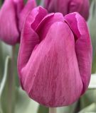 Triumph-Tulpe Bullit