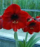 Hippeastrum - Amaryllis "Grand Diva" (Zimmerpflanze)