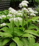 Allium ursinum ssp. ursinum - Brlauch