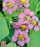Tropaeolum majus "Purple Emperor" - Kapuzinerkresse