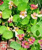 Tropaeolum majus 