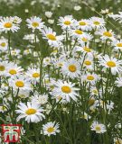 Leucanthemum vulgare - Wiesenmargarite