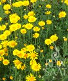 Anthemis tinctoria - F�rberkamille (Bio-Samen)