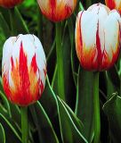 Triumph-Tulpe Happy Generation