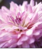 Riesenblumige Dahlie "Strawberry Ice"