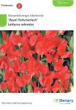 Lathyrus odoratus "Royal Tiefscharlach" - Riesenblumige Edelwicke