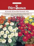 Zinnia elegans "Zinnita Formelmix" - Zinnie