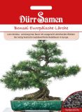 Larix decidua - Europische Lrche