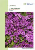 Arabis caucasica "Compinkie" - Gnsekresse