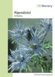 Eryngium alpinum "Superbum" - Alpenmannstreu, Alpendistel