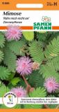 Mimosa pudica "Rhr mich nicht an" - Mimose