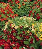 Tropaeolum majus "Whirlybird Mischung" - Kapuzinerkresse