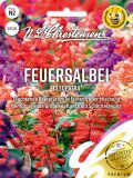 Salvia splendens "Cleopatra"- Feuersalbei