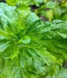 Perilla / Shiso "Vert" (Grne Schwarznessel) - Perilla frutescens