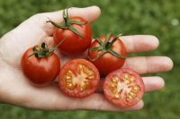 Cocktailtomate 