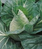 Spitzkohl (frh) "Caramba F1" - Brassica oleracea var. capitata alba